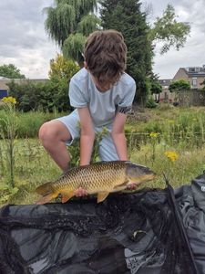 Common Carp