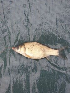 Crucian Carp