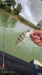 European Perch