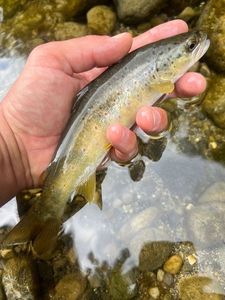 Brown Trout