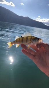 European Perch