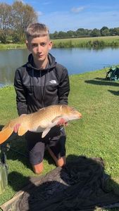 Common Carp