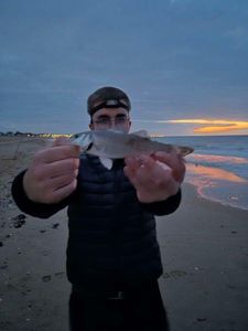 European Bass (Seabass)