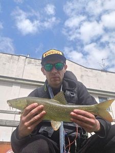 Barbel