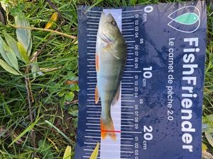 European Perch