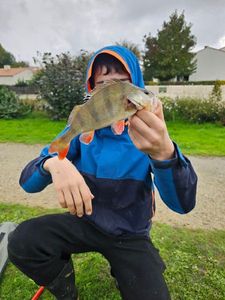 Yellow Perch