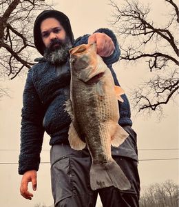 Largemouth Bass