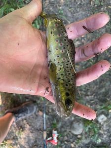 Brown Trout