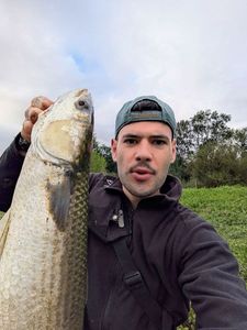 Thinlip grey mullet