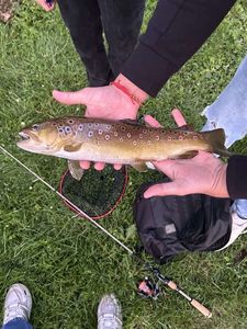Brown Trout