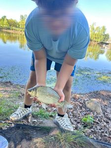 Crucian Carp