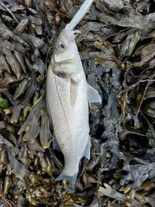 European Bass (Seabass)