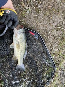 Largemouth Bass