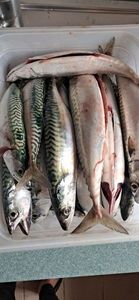 Mackerel