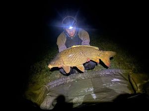 Common Carp