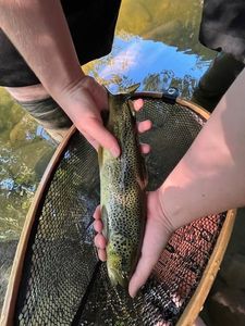 Brown Trout