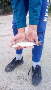 Barbel