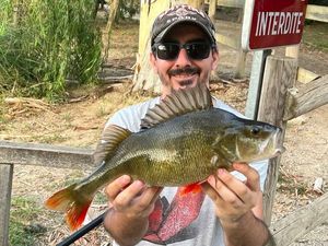 European Perch