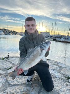 European Bass (Seabass)