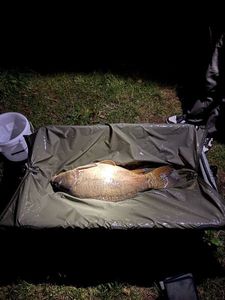 Mirror Carp