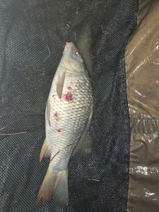 Common Carp