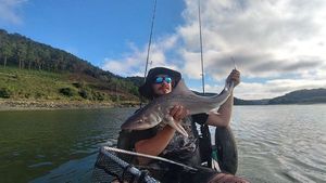Starry Smooth-Hound