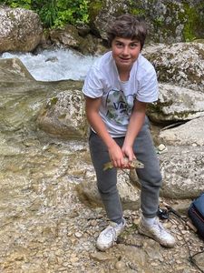 Brown Trout