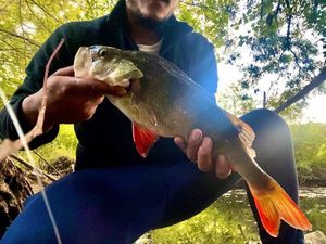 European Perch