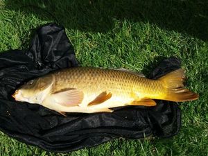 Common Carp