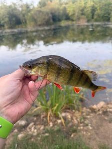 European Perch