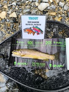 Brown Trout