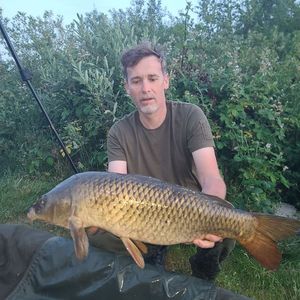 Common Carp