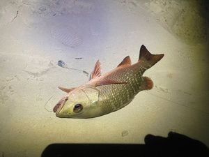 African Red Snapper