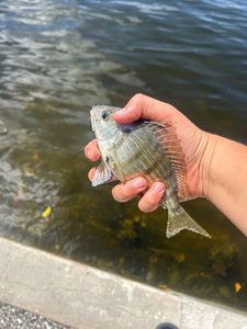 Saddled Seabream