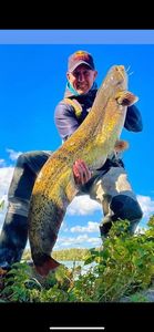Catfish
