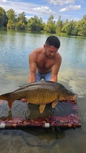 Common Carp