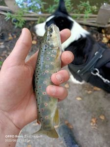 Brown Trout