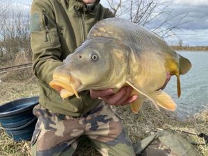 Mirror Carp