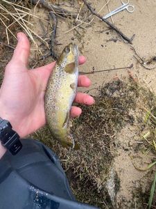 Brown Trout