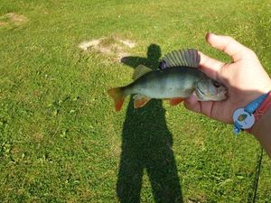 European Perch