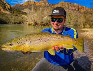 Brown Trout