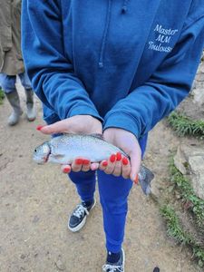 Rainbow Trout