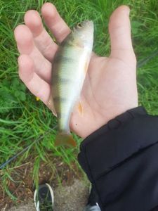 European Perch
