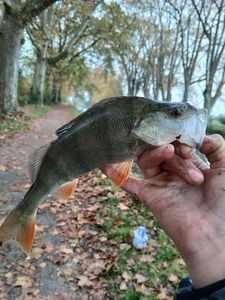 European Perch