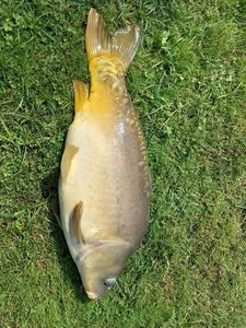 Mirror Carp