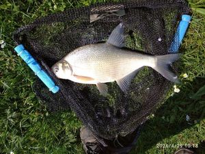 Common Bream