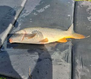 Grass Carp