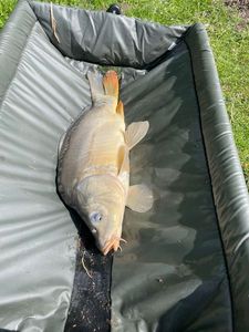 Leather Carp