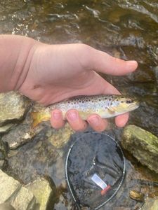 Brown Trout