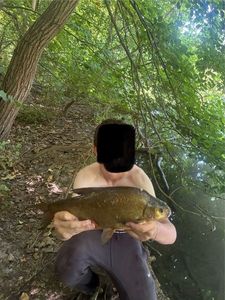 Common Bream